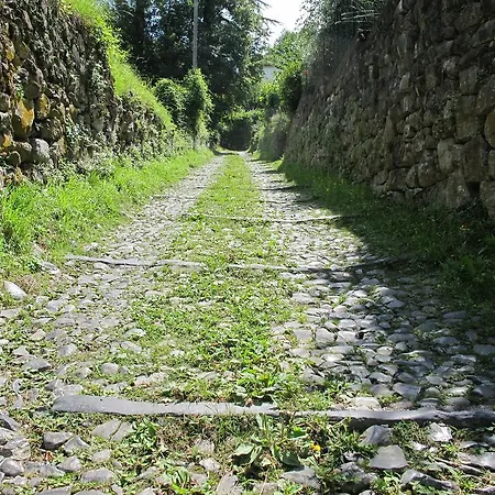 Madonna Dei Ceppi *